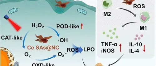 JACS丨通过原子化促进类酶活性用于肿瘤微环境响应的级联疗法