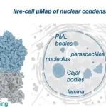 JACS：光催化剂实现活体细胞微环境成像