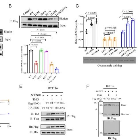 PNAS | 浙江大学易文/朱强揭示糖酵解酶修饰调控结直肠癌有氧糖酵解和免疫逃逸的双重机制