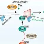 Cancer Res丨兰州大学焦作义团队研究表明靶向SHCBP1通过恢复导管癌纤毛发生抑制肿瘤进展