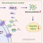 Hepatology丨中山大学张琪等团队合作表明m6A介导的糖异生酶PCK1上调可预防肝缺血再灌注损伤