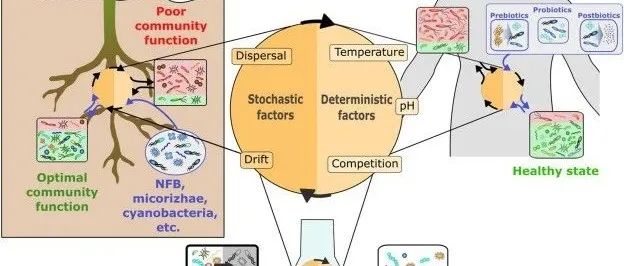 《合成生态学：微生物群落的高阶相互作用与新性质》