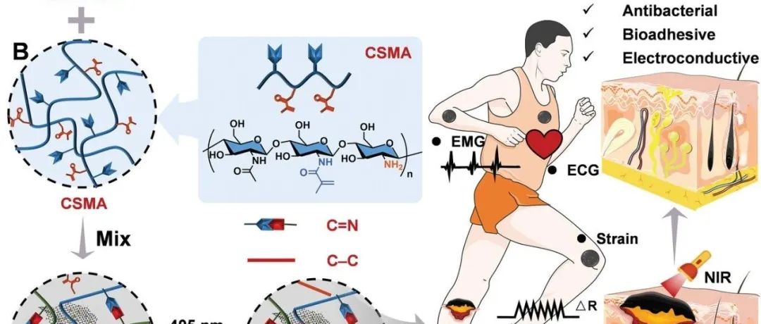 【Adv.Funct.Mater】一种具有导电、光热抗菌和生物粘附性能的仿生一石二鸟水凝胶，用于皮肤组织再生和机械感觉修复