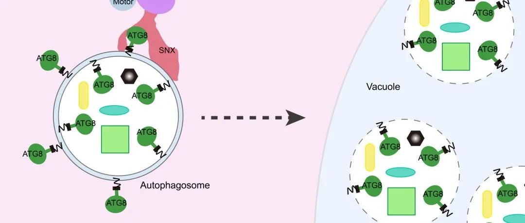 Mol. Plant 丨华南师范大学高彩吉课题组揭示植物自噬体运动调控因子和作用机制