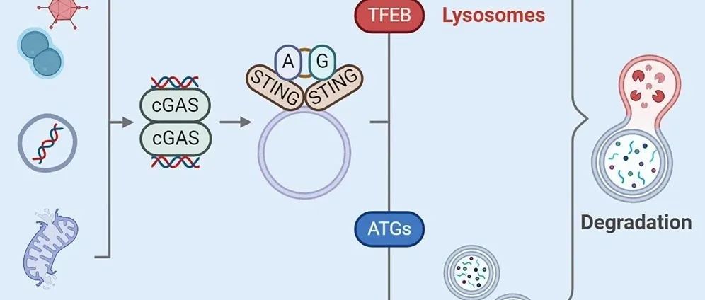 【科技前沿】&#8203;Immunity | 万伟/刘伟/许银丰团队发现溶酶体生物发生是cGAS-STING通路的一项新功能