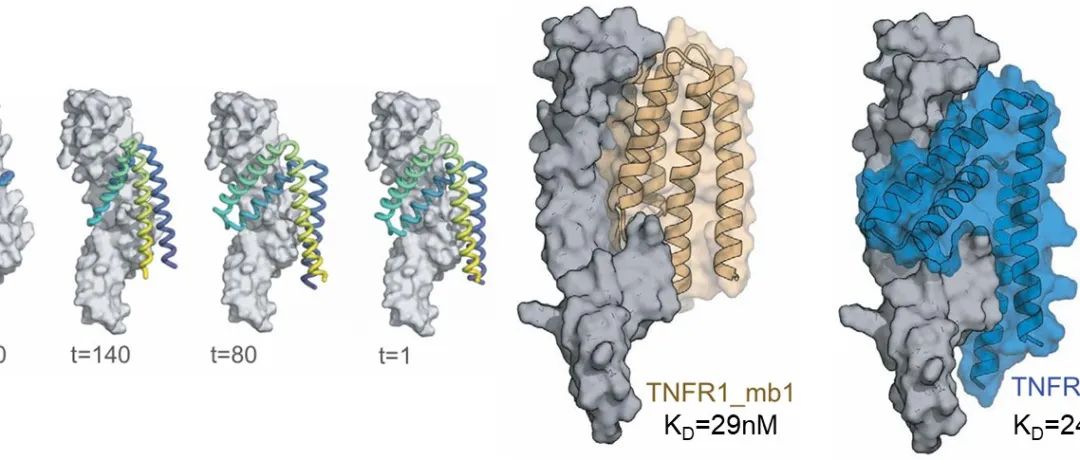 Science | 靶向条件扩散设计强效的TNFR超家族拮抗剂和激动剂