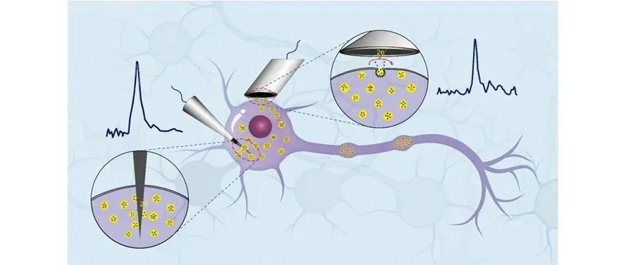 文献分享 |J. Am. Chem. Soc.：新鲜脑切片中的单囊泡电化学可实现囊泡单胺的原位定量