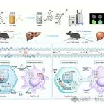 西安交大第一附属医院何英利教授团队《Theranostics》：合成超小槲皮素-铁纳米颗粒缓解炎症/细胞衰老改善急性肝衰竭