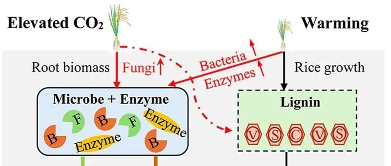 土壤碳固存丨SOIL BIOL BIOCHEM：长期CO2升高和气候变暖条件下微生物残体和植物木质素对稻田土壤有机碳储量的贡献