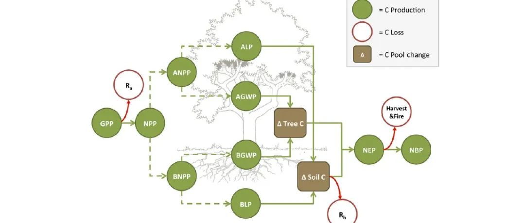 GCB Meta分析|氮沉降对全球森林碳汇的影响