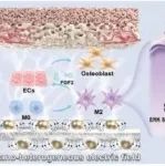 Small | 华中科技大学陈莉莉等团队研究制备纳米异质结模拟骨基质生理异质电微环境以促进骨再生