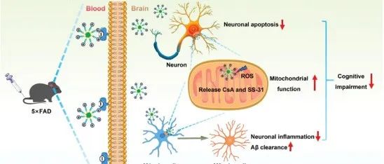 Small | 空军军医大学研究团队制备线粒体靶向胶束减轻神经元线粒体功能障碍和神经炎症来改善阿尔茨海默病症状