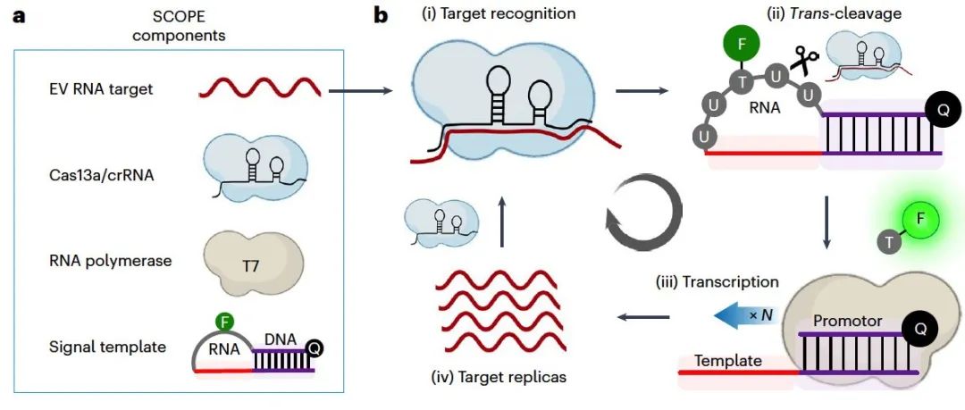 文献分享｜Nature Biotechnology｜用SCOPE扩增细胞外囊泡mRNA的突变谱