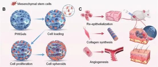 Small | 南方科技大学胡程志/洪鑫研究制备具有内部螺旋管道的分级多孔微凝胶高效递送干细胞促进伤口愈合