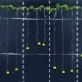 Nature Plants||柴继杰教授团队和河南师范大学等多家团队合作揭示N-糖基化修饰促进植物免疫受体激酶激活的新机制