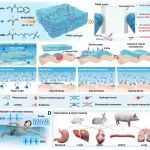 西安交大成一龙教授团队 Adv. Mater.：一种用于快速止血、加速组织损伤愈合和生物电子学的高湿组织粘附性抗溶胀水凝胶