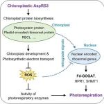 华南农业大学博士后一作在植物科学一区Top期刊（ IF=7.6）发表研究成果！揭示光合作用和光呼吸调节新机制