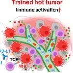 ACS Nano：膜伪装的卡介苗可靶向启动肿瘤相关巨噬细胞的训练免疫以用于肺癌治疗
