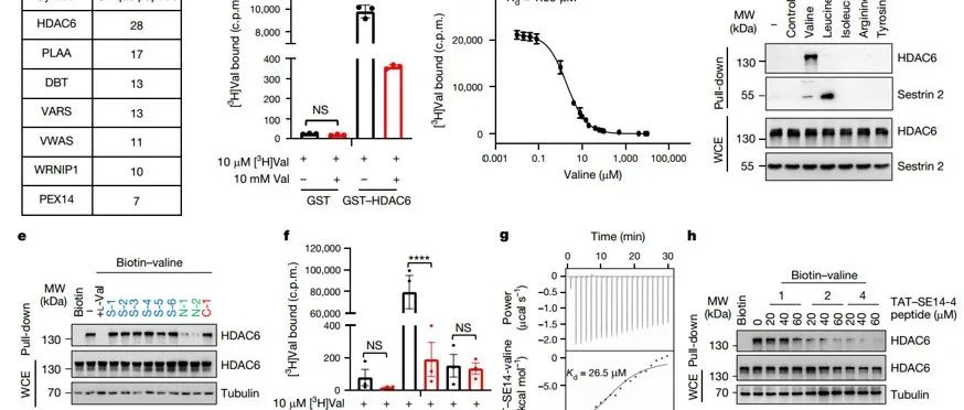 Nature | 同济大学的王平团队揭示人类HDAC6通过感知缬氨酸含量调控DNA损伤