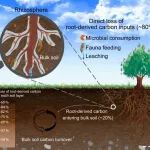 浙江大学和中国科学院等单位发布重磅数据：植物根系碳输入对非根际土壤碳库贡献的全球定量研究