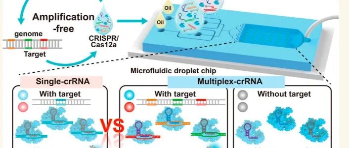 机器学习辅助的双通道CRISPR/Cas12a微滴生物传感器用于食品真实性的无扩增核酸检测