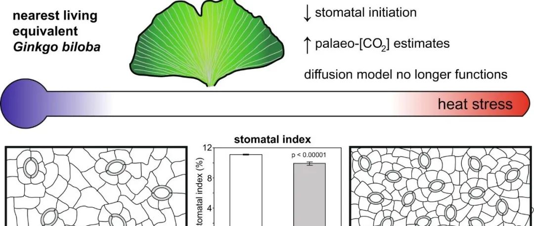 【文献解读】意大利国家研究委员会可持续植物保护研究所Haworth团队揭示热胁迫对银杏气孔发育及古大气二氧化碳浓度重建的影响