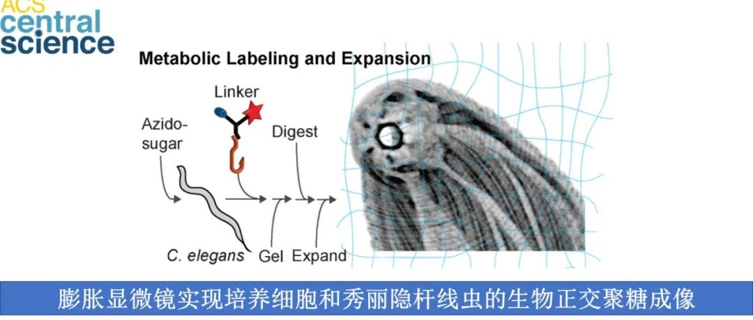 ACS Cent. Sci. | 膨胀显微镜实现培养细胞和秀丽隐杆线虫的生物正交聚糖成像