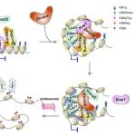 PNAS | 南开大学刘林等团队揭示Zscan4介导泛素化和辅抑制因子复合物的降解，以促进2c样细胞中染色质的可及性