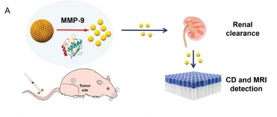 AM | 江南大学孙茂忠/瞿爱华研究制备肾可清除的手性氧化锰超颗粒用于癌症早期诊断