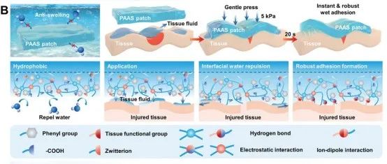 AM | 西安交通大学成一龙研究制备湿粘合和抗溶胀水凝胶用于快速止血、加速组织损伤愈合和生物电子传感