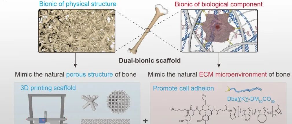 华东理工刘润辉教授、上海交大崔文国教授 AFM：3D 打印双仿生支架用于大段骨修复