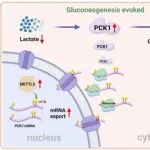 Hepatology丨中山大学张琪等团队合作表明m6A介导的糖异生酶PCK1上调可预防肝缺血再灌注损伤