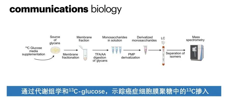 Commun. Biol. | 通过代谢组学和 &#185;&#179;C-glucose，示踪癌症细胞膜聚糖中的 &#185;&#179;C 掺入