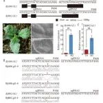 信阳师范大学副教授一作兼通作在一区Top期刊发表研究成果！在芥菜叶片表皮毛抗蚜虫方面的研究取得新进展