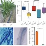 JGG||中国科学院遗传发育所陈化榜团队发现ZmL75调控菌根真菌定殖并提高玉米耐盐碱性