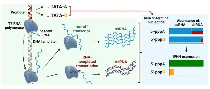 文献分享 | Nucleic Acids Research：5′末端核苷酸决定IVT RNA的免疫原性