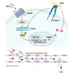 NBE | 中国科学技术大学倪芳团队合作报道通过生物力学机制促进造血干细胞移植的新理论和新策略