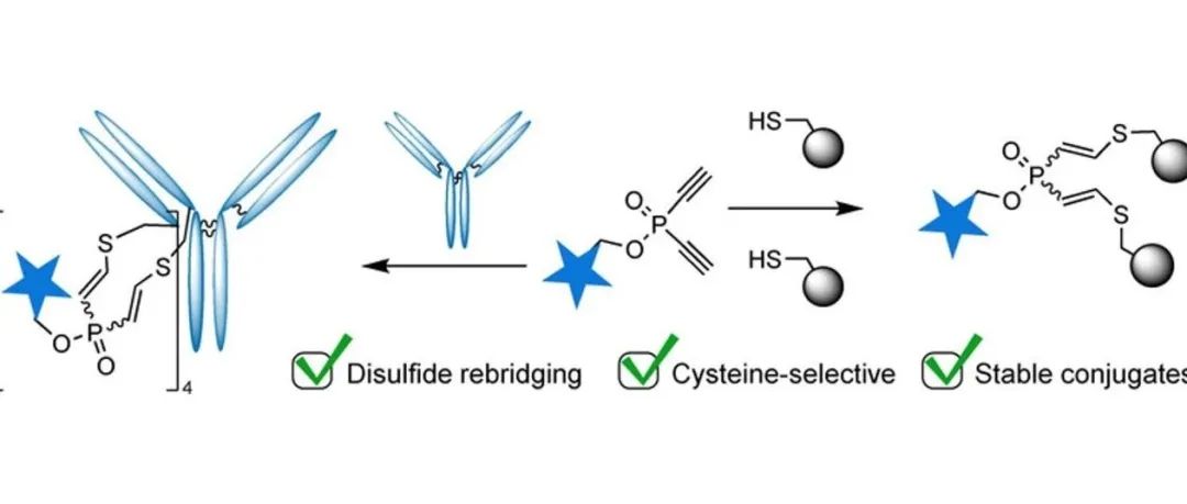 Angew. Chem. Int. Ed.┃用于半胱氨酸选择性蛋白标记和二硫键重桥连的二乙炔基膦酸盐