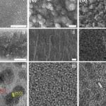 中国科学技术大学俞书宏课题组Nano Res.：仿生碳酸钙-磷酸钙复合膜新进展！
