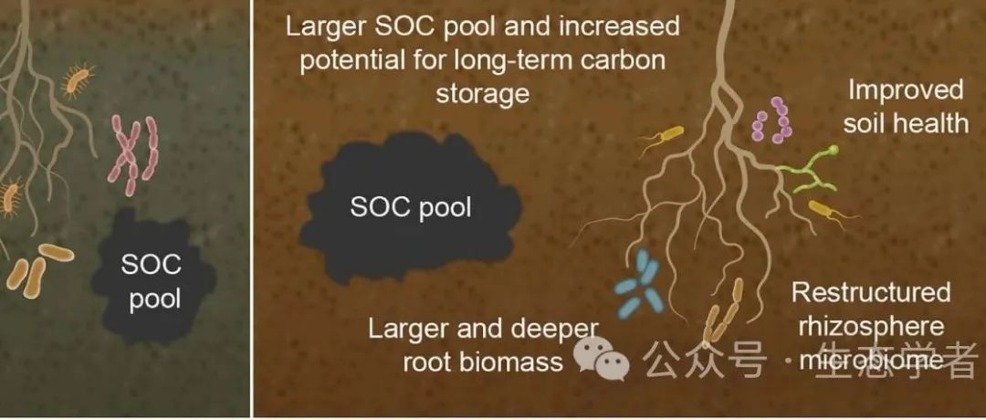 Nature 重磅综述（IF=88.1）！微生物群落与土壤性质之间的相互作用！