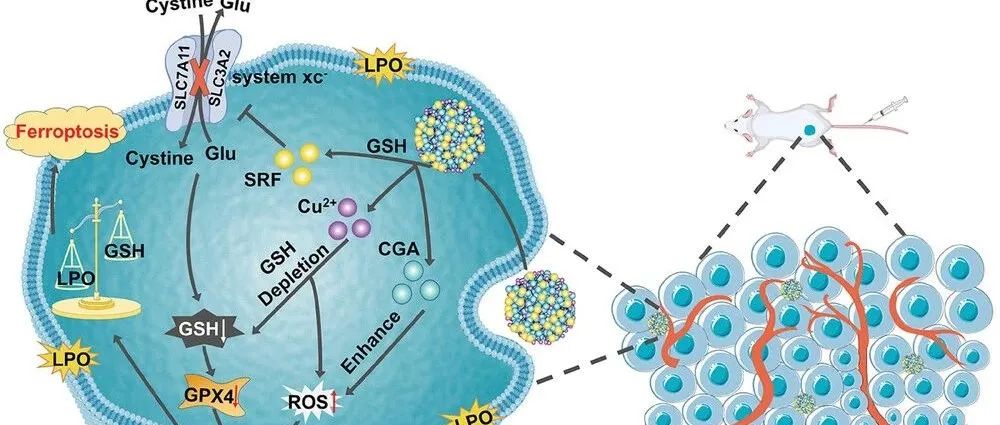 【Small】无载体纳米药物利用ROS扩增和GSH耗竭来增强基于铁死亡的癌症治疗