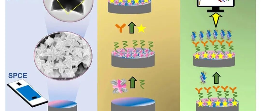 BB.用于抗缪勒氏管激素实际最低水平评估的 MOF-on-MOF 阻抗组件原位调制控制生长的构建