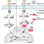 Journal of Virology | 武汉大学徐可团队发现冠状病毒S蛋白抑制宿主细胞天然免疫的通用机制