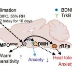 Cell Research | 上海科技大学沈伟课题组揭秘高温适应的神经机制，为抵御高温环境提供新策略