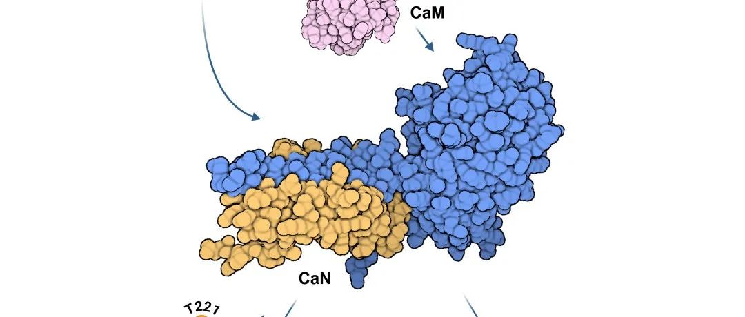 陈鹏/饶毅合作用生物化学、化学生物学和遗传学揭示睡眠调控的必要分子：钙调磷酸酶