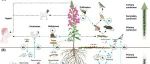 中科院版纳植物园博士研究生以第一作者身份在国际顶级期刊（IF5y=20.1）上发表文章