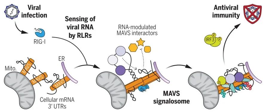 Science | 细胞RNA与MAVS相互作用促进抗病毒信号