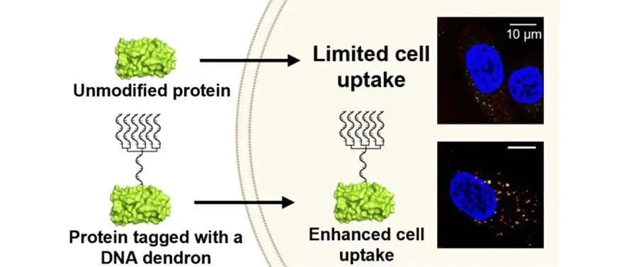 文献分享| J. Am. Chem. Soc.：DNA树突标记——蛋白质递送至细胞的通用方法