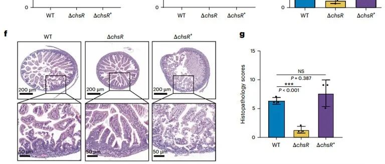 Nat Microbiol | 南开大学刘斌/ 广州医科大学唐国胜揭示壳聚糖寡糖通过抑制ChsR活性来减弱霍乱弧菌的毒力