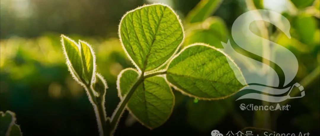 Cell | 张旋和罗子良博士发表大豆发育空间分辨率的多组学单细胞图谱，发现新的保守顺式作用元件